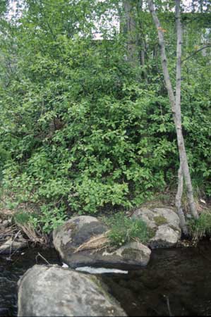 Transect 7, looking at right bank from mid-channel.