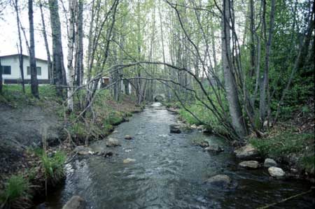 Transect 8, looking downstream from mid-channel.