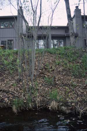 Transect 8, looking at right bank from mid-channel.