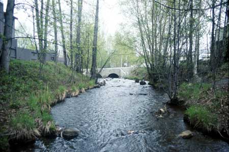 Transect 8, looking upstream from mid-channel.