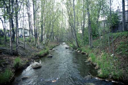 Transect 9, looking downstream from mid-channel.