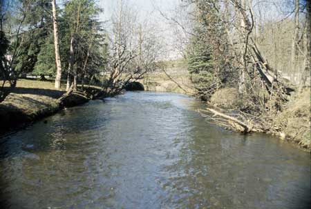 Transect 1, looking downstream from mid-channel.