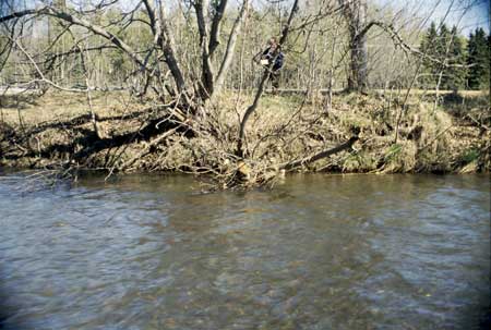 Transect 1, looking at right bank from mid-channel.