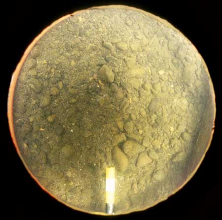 Transect 1, point 1.