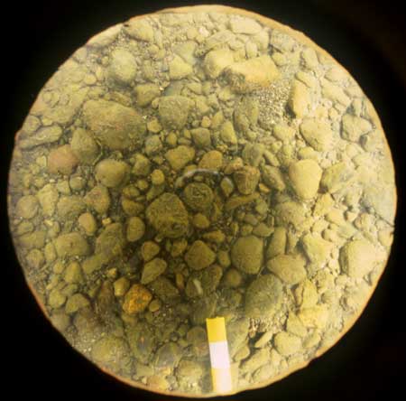 Transect 1, point 2.