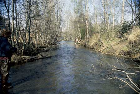 Transect 10, looking downstream from mid-channel.
