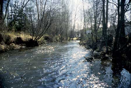 Transect 10, looking upstream from mid-channel.