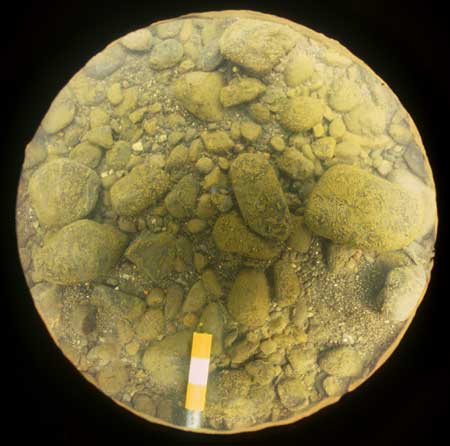 Transect 10, point 1.