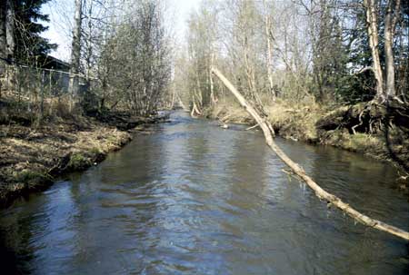 Transect 11, looking downstream from mid-channel.