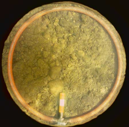 Transect 11, point 1.