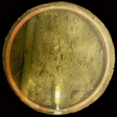 Transect 11, point 2.