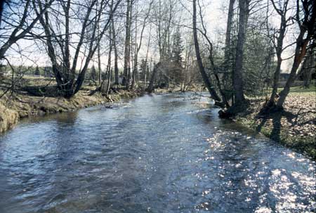 Transect 2, looking upstream from mid-channel.