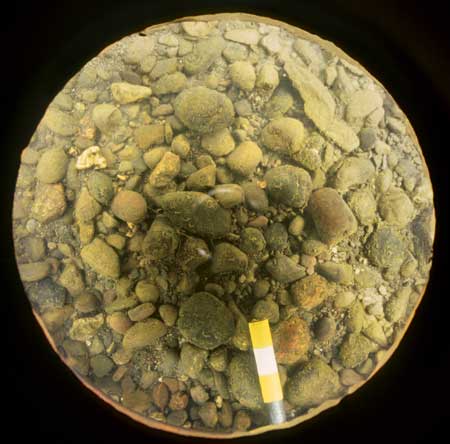 Transect 2, point 1.