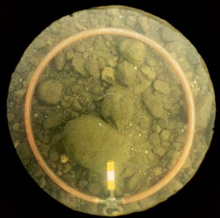 Transect 2, thalweg.