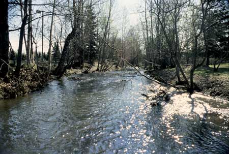 Transect 3, looking upstream from mid-channel.