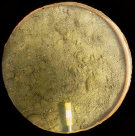 Transect 3, point 2.