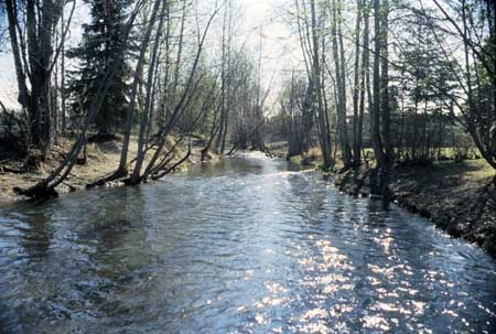 Transect 4, looking upstream from mid-channel.