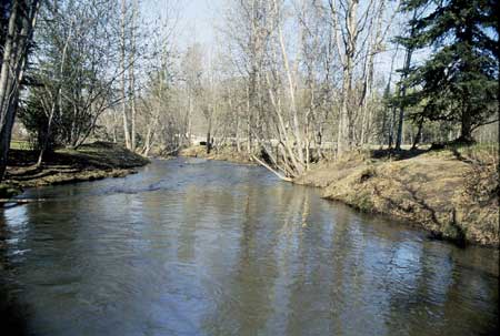 Transect 5, looking downstream from mid-channel.