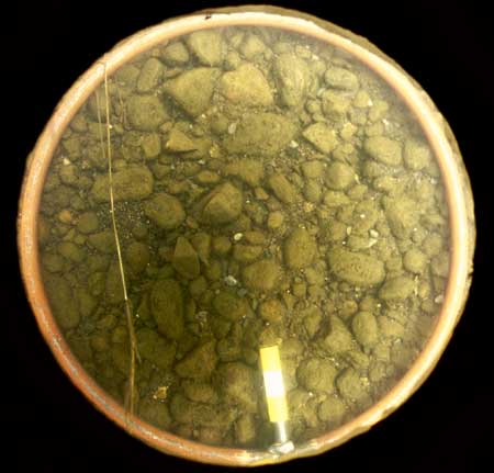 Transect 5, point 1.