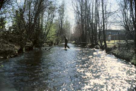 Transect 7, looking upstream from mid-channel.