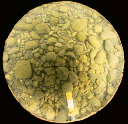 Transect 7, point 1.