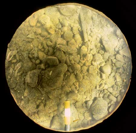 Transect 7, point 2.