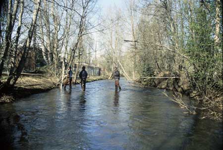 Transect 8, looking downstream from mid-channel.