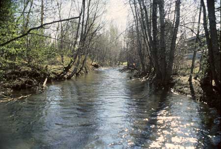 Transect 8, looking upstream from mid-channel.