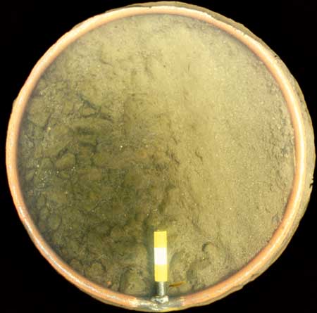 Transect 8, point 1.