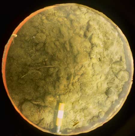 Transect 8, point 2.