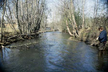 Transect 9, looking downstream from mid-channel.