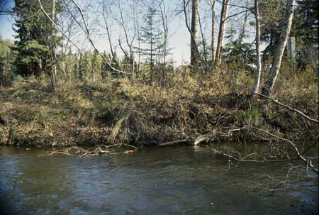 Transect 9, looking at right bank from mid-channel.