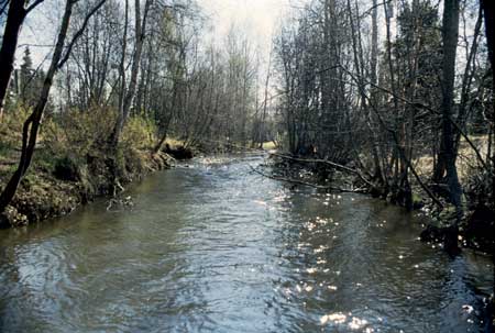 Transect 9, looking upstream from mid-channel.