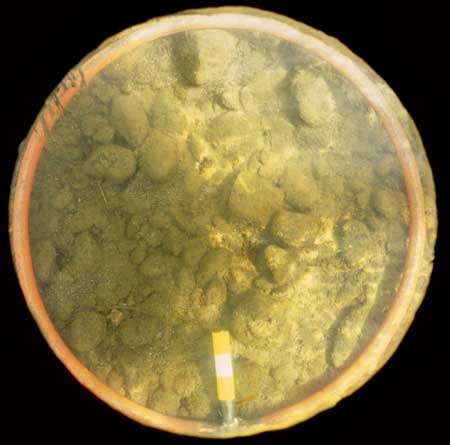 Transect 9, point 1.