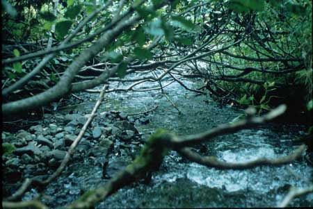 Transect 1, looking downstream from mid-channel.