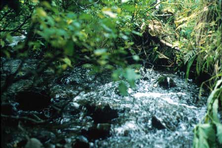 Transect 1, looking upstream from mid-channel.