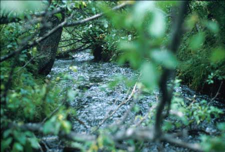 Transect 10, looking downstream from mid-channel.