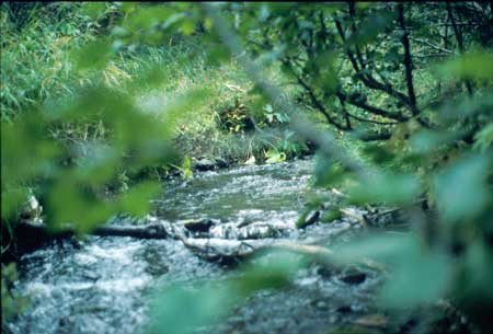 Transect 10, looking upstream from mid-channel.