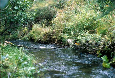 Transect 11, looking downstream from mid-channel.