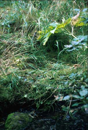 Transect 11, looking at right bank from mid-channel.