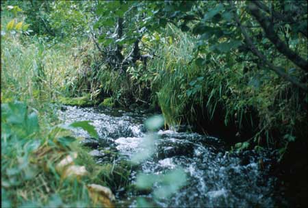 Transect 11, looking upstream from mid-channel.