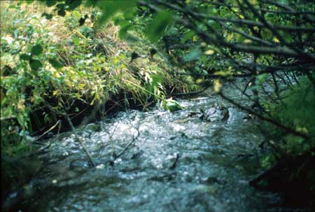 Transect 2, looking downstream from mid-channel.