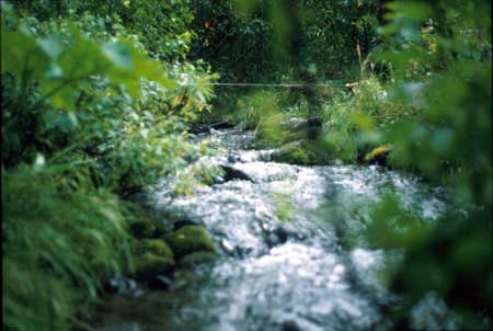 Transect 2, looking upstream from mid-channel.