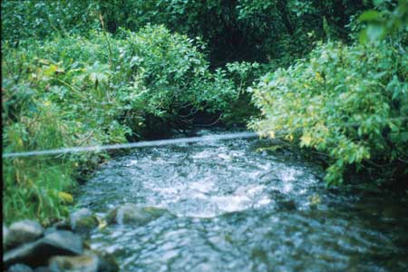 Transect 3, looking downstream from mid-channel.