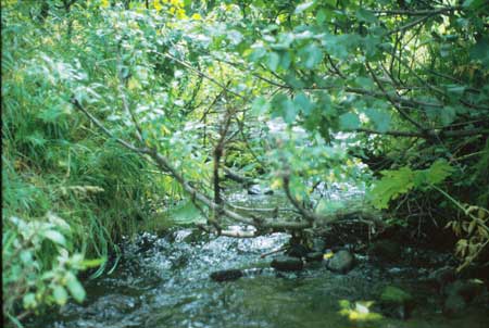 Transect 3, looking upstream from mid-channel.