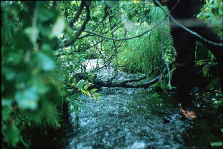 Transect 4, looking downstream from mid-channel.