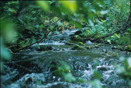 Transect 4, looking upstream from mid-channel.