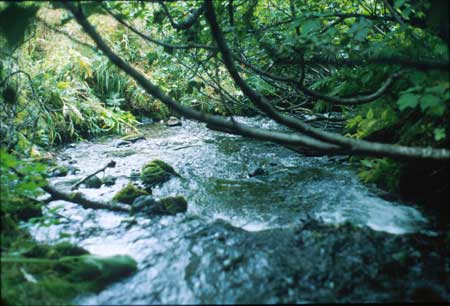 Transect 5, looking downstream from mid-channel.