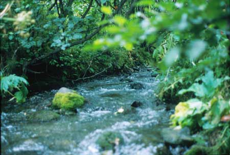 Transect 5, looking upstream from mid-channel.