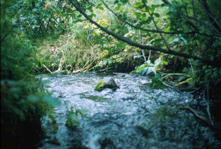 Transect 6, looking downstream from mid-channel.